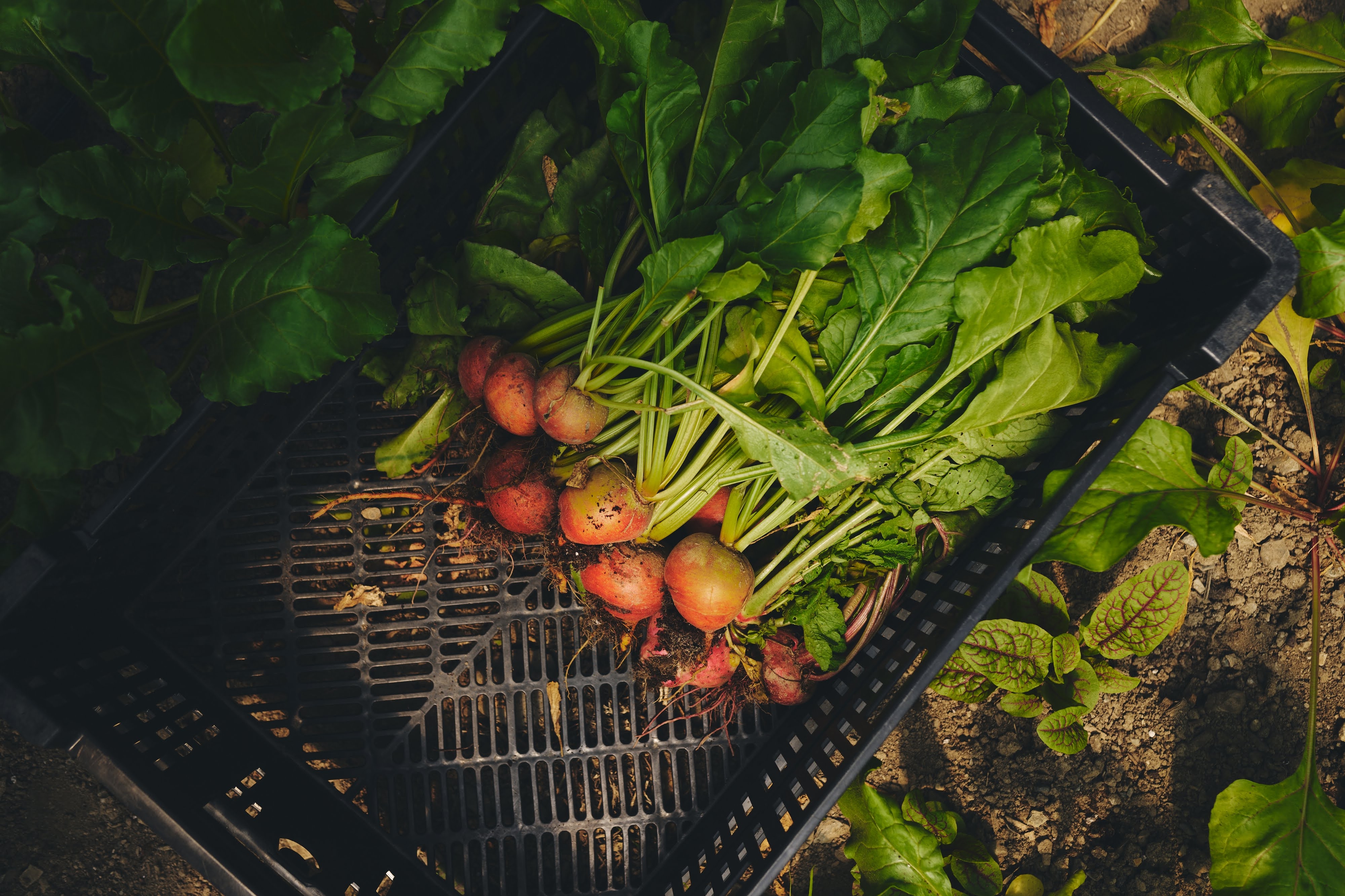 Légumes frais du jardin maraîcher de l'Espace Old Mill