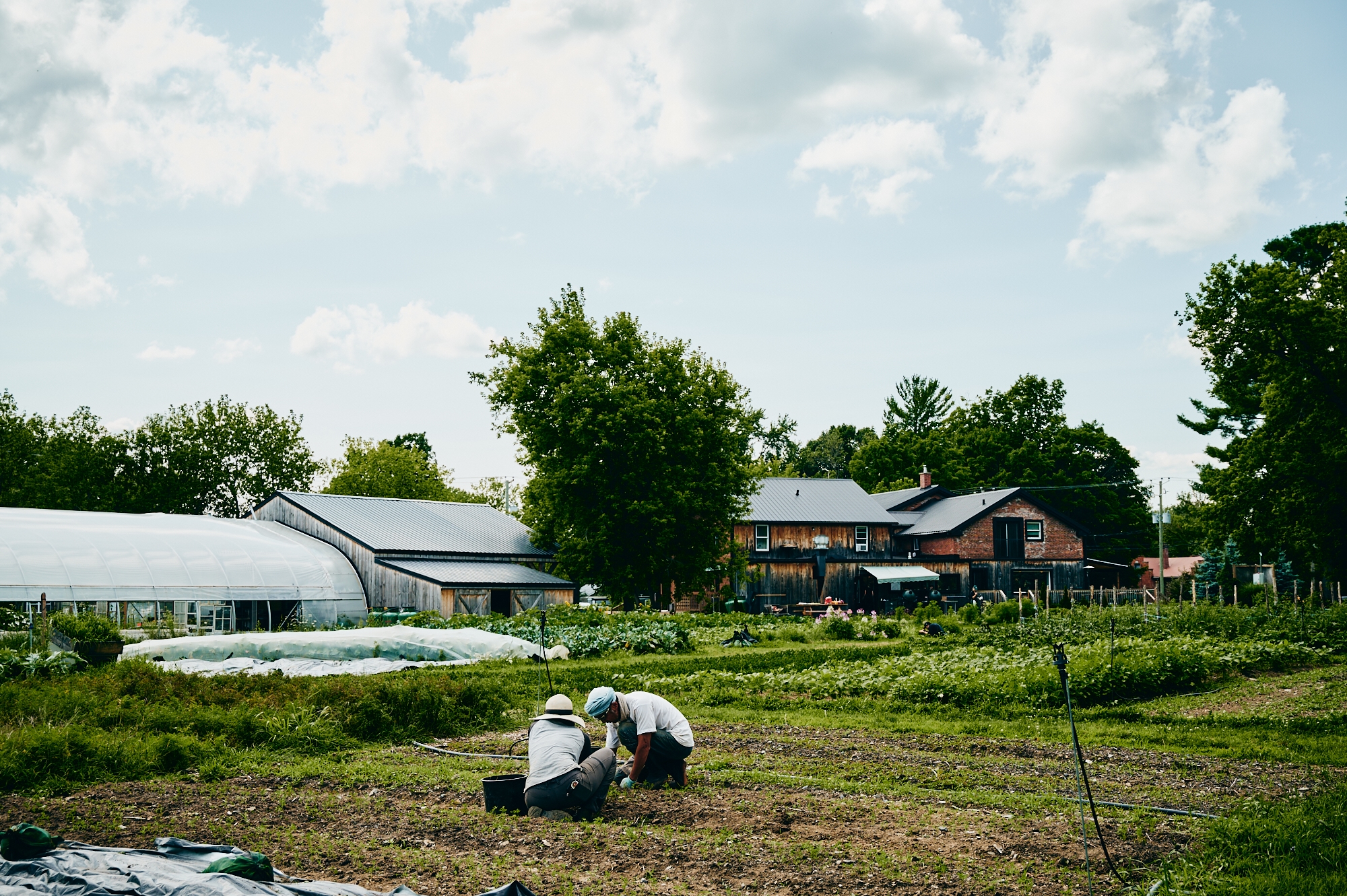 Vue des jardins maraîchers avec rangs de légumes, serres et ciel nuageux