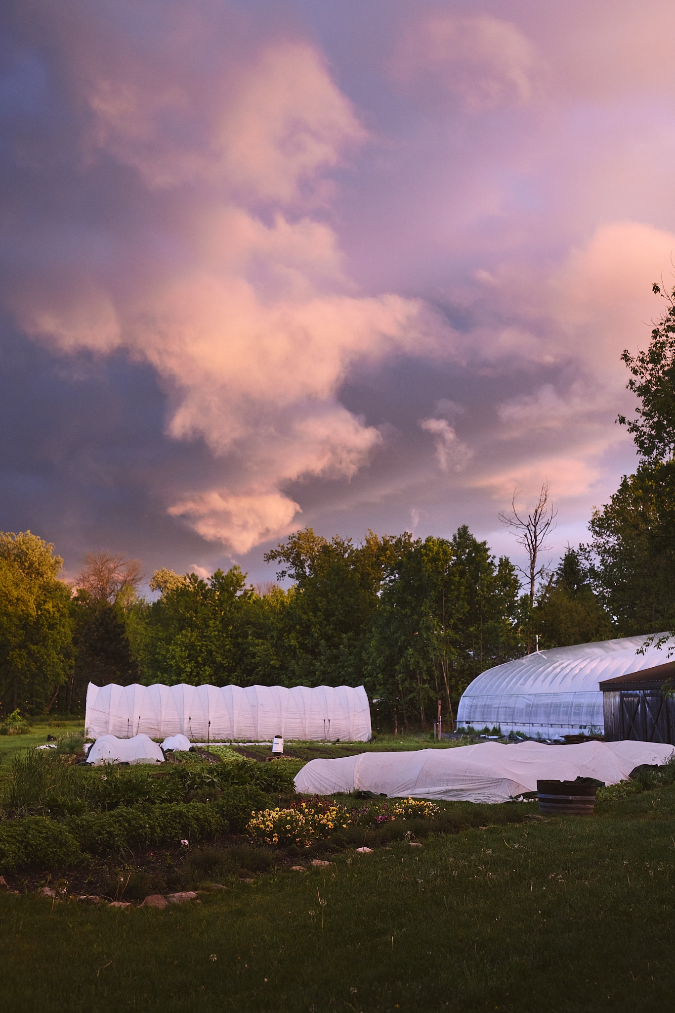 Ciel rose au coucher du soleil au-dessus des serres et jardins de l'Espace Old Mill